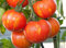 Tomate 'Tigerella' 20 Samen