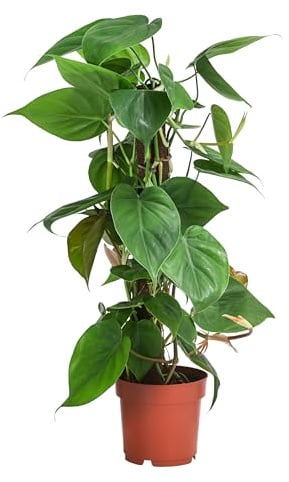 Dehner Baumfreund, an Kratistestab gebunden, ca. 50 cm, Ø Topf 14 cm | Philodendron scandens, kletternde Zimmerpflanze, halbschattige Standorte ohne direkte Sonne