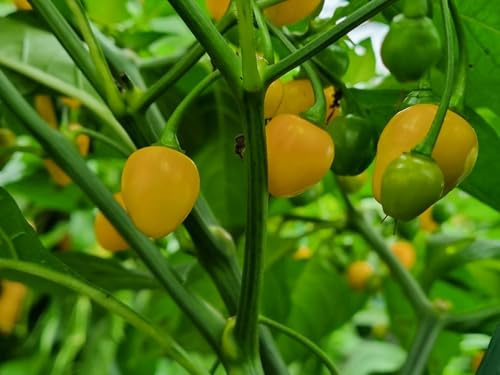 Chili Aji Charapita Gelb BIG 10 Samen -Fruchtig & Scharf