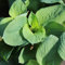 6x Große Blaublatt Funkie Elegans - Hosta sieboldiana ‘Elegans’ - Topf 9x9cm