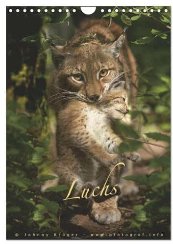 Luchs (Wandkalender 2026 DIN A4 hoch), CALVENDO Monatskalender: Portraitaufnahmen von Eurasischen Luchsen (Lynx Lynx) (CALVENDO Tiere)