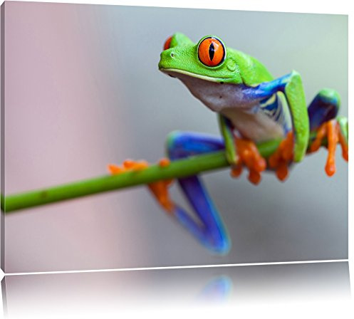 Pixxprint Grüner Frosch auf Ast, Größe: 80x60cm, Leinwandbild, fertig gespannt, Wandbild, Dekoration, Kunstdruck, kein Poster