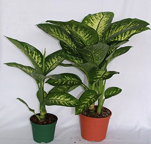 Difenbaquia Tropic (Maceta 17 cm Ø) - Planta viva de interior