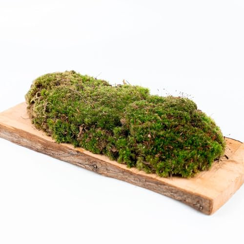 Ecodecs - Musgo Natural Vivo 800g Para Terrario plantas ecosistema, Bonsais naturales interior, Terrario reptiles, Terrario tortugas de tierra, Musgo bola - CAJA MUSGO BOLA (1/2 box (30x20cm)