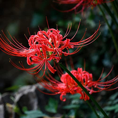 Bulbo Di Lycoris Ragno Lily Lycoris Bulbi Bulbi Da Fiore Bulbi Perenni Hardy Ornamentali Bulbi Fiori Freschi Decorazione Da Giardino Per Esterni Piante Da Balcone Esotiche 8 Tuberi Di Lycoris (Rosso)