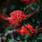 Bulbo Di Lycoris Ragno Lily Lycoris Bulbi Bulbi Da Fiore Bulbi Perenni Hardy Ornamentali Bulbi Fiori Freschi Decorazione Da Giardino Per Esterni Piante Da Balcone Esotiche 8 Tuberi Di Lycoris (Rosso)