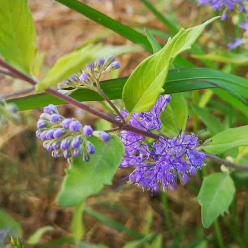 300 pcs Bartblume Winterhart Samen pflanztopf balkon beet pflanzendeko Caryopteris clandonensis dekopflanzen gartenpflanzen winterhart bonsai baum pflanztöpfe pflanzen für balkonkästen