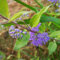 300 pcs Bartblume Winterhart Samen pflanztopf balkon beet pflanzendeko Caryopteris clandonensis dekopflanzen gartenpflanzen winterhart bonsai baum pflanztöpfe pflanzen für balkonkästen