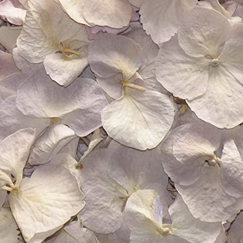 1 Pint of Antique Parchment Freeze Dried Hydrangea Petal Confetti