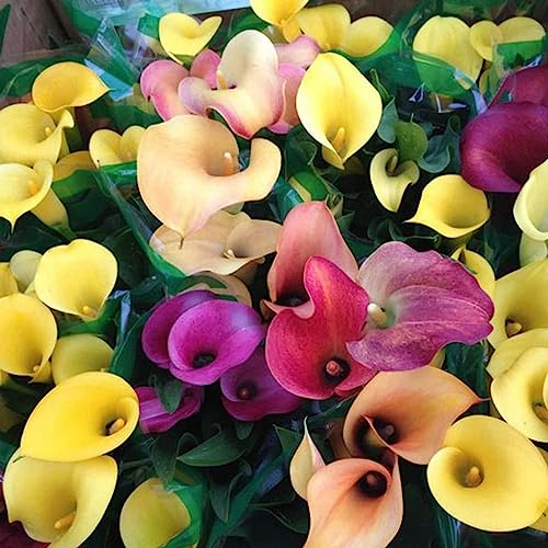 Luojuny Liliensamen, 100 Stück/Beutel, gemischte Farben, Calla-Liliensamen, Zierpflanzen, einfach zu überleben, gute Ernte, Blumensamen für den Außenbereich Mischfarbe Calla-Lilien-Samen