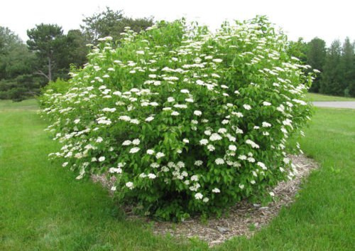 Viburno Viburnum Southern dentatum arbusto ornamentale, 25 halb