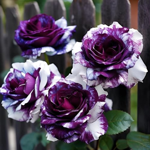 Hybride Rosen - Winterharte, duftende Strauchrosen,-1Rhizome-J