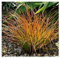10 x Carex testacea 'Prairie Fire' im 1 Liter Topf (Ziergras/Gräser/Winterhart/Mehrjährig/Immergrün) Orangerote Neuseeland Segge - Feurige Farben für lebendige Beete - von Stauden Gänge