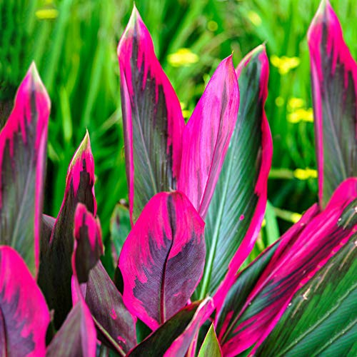 Cordyline Tango - Faux Palmier Épinard Hawaïen | Plante d’Intérieur de 30 à 40 cm pot inclus)