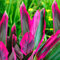 Cordyline Tango - Faux Palmier Épinard Hawaïen | Plante d’Intérieur de 30 à 40 cm pot inclus)