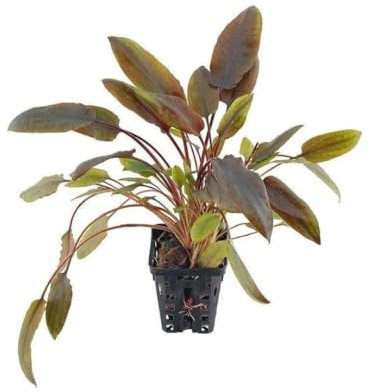 PlantasAcuario Planta acuática CRYPTOCORYNE WENDTII RED, planta de acuario viva y natural para acuarios plantados en maceta de 5cm
