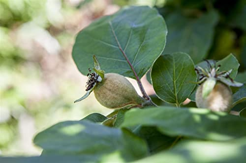 Apfelquitte 140-175 cm Topf Cydonia oblonga winterhart Obstbaum | Konstantinopler Apfelquitte, sommergrün, Wuchshöhe 400-600 cm, hellrosa Blüte Mai-Juni, sonnig bis halbschattig