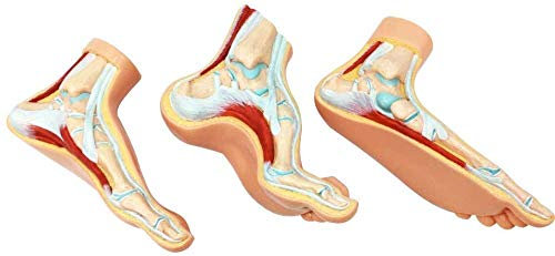 LBYLYH Anatomische Menschlicher Fuß Model, Modell Podologie Ist EIN Satz Von 3 Feet Human Conditions Fuß Fußplatte Fuß Normalfuß Struktur Und Menschen Arc Hoch