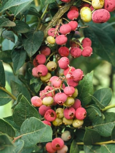 Heidelbeere Vaccinium corymbosum Pink Lemonade 40-50 cm Strauch winterhart | Rosa Fruechte, suess-aromatisch, sonniger Standort, pflegeleicht, ideal fuer Naschgarten, Balkon und Terrasse