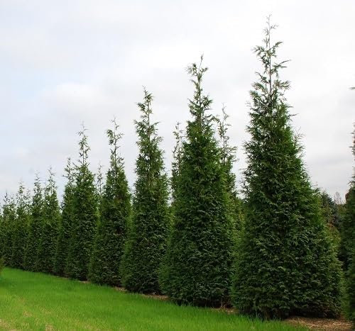 60pieces Green Thuja Plant Seeds