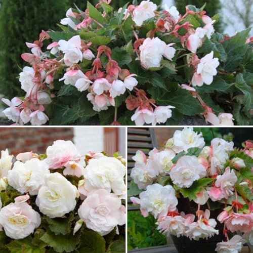 Begonia Odorata White x 3 Bulbs/Corms. Fragrant White Summer Flowers. A Brilliant Addition to Your Outdoor Space. Easy to Grow
