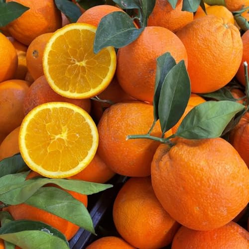 PIANTA DI ARANCIO NAVEL in vaso 24 - età 3/4 anni (foto reali)