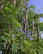 Pflanze Moringa OLEIFERA Pflanze Mellifera - im Topf Ø 14 cm - H. 20/30 cm