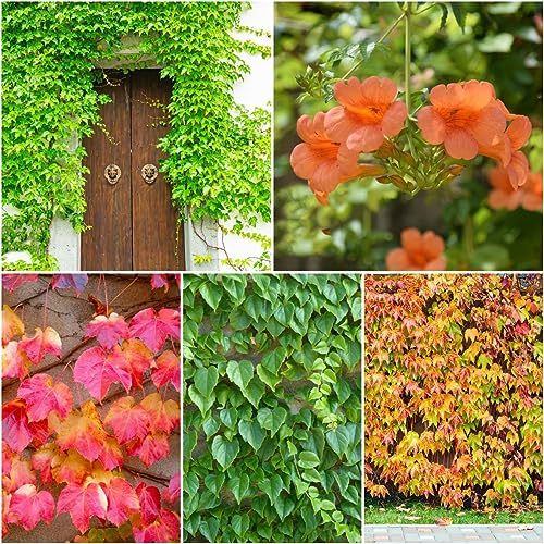 50 pcs wilder Wein pflanze winterhart samen - deko wohnzimmer modern kletterpflanzen winterhart Creeper,Parthenocissus Quinquefolia,Parthenocissus tricuspidata praktische geschenke