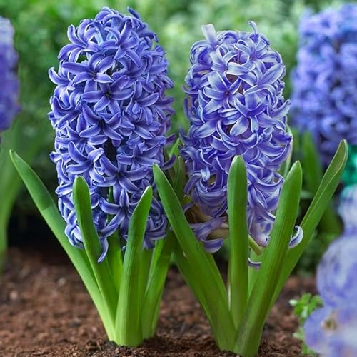 Hyazinthen Zwiebeln Winterhart MehrjäHrig StüCk Weiß Gartenpflanzen Pflanzen Blumenzwiebeln Kunstblumen Blumen FrüHblüHer Winterharte FüR Garten PACK OF 10