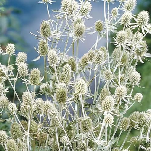 100 Pcs Eselsdistel Samen - Eryngium Alpinum - Indoor Kräutergarten, Exotische Pflanzen Winterhart, Edeldistel Pflanze Winterhart, Kräutersamen, Winterharte Pflanzen Für Garten, Wildkräuter