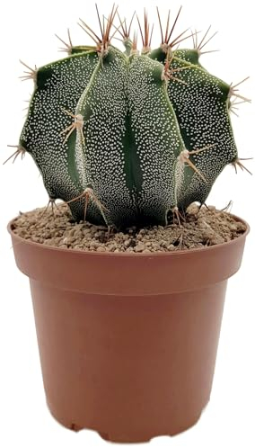 Fangblatt - Astrophytum ornatum Gr. L - einzigartiger Sternenkaktus im Ø 12 cm Topf - pflegleichte Zimmerpflanze zum verlieben