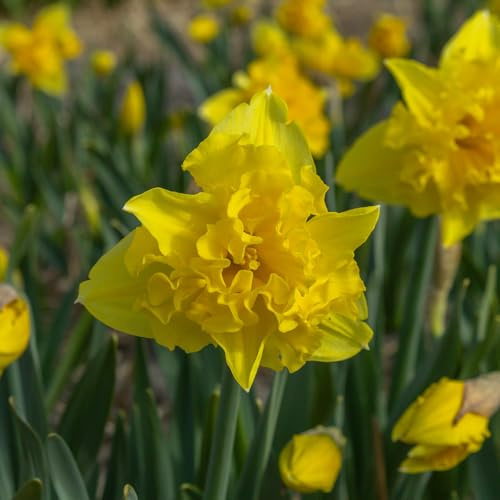 Narzisse Sailorman | 10 Stück | Blumenzwiebel | duftend | Verwildernd | Topfpflanze | Geeignet für Kübel | Gelb | 100% Blütegarantie | QFB Gardening | Splitcown | Narzissenzwiebeln