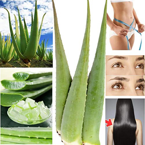 5 x Bestes Bio Aloe Vera Blatt - Barbadensis Miller