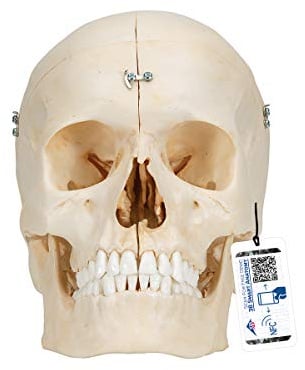 3B Scientific® BONElike™ Schädelmodell – Lebensgroßes 6-teiliges Menschenschädelmodell mit Mediansagittalschnitten für detaillierte Schädelstudien + 3B Smart Anatomy App