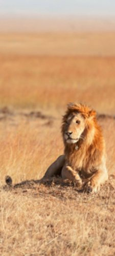 roi de la savane tT398 90 x 200 cm (lion africain