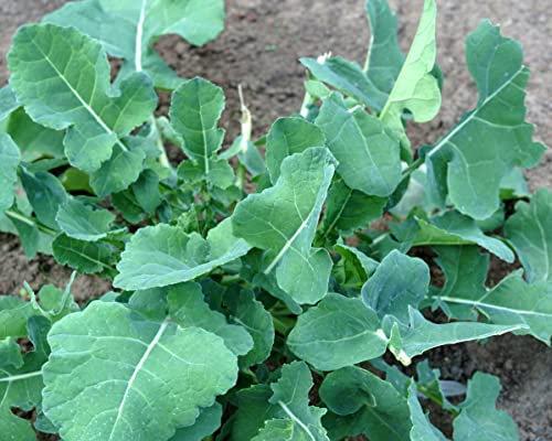 Abessinischer Kohl - Äthiopischer Senf - Texel Greens, Ethiopian Kale - Brassica carinata - 100 Samen