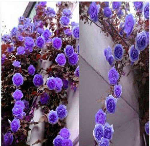 par DUBU 100 graines/Pack, Escalade Rare Rose Violet Graines