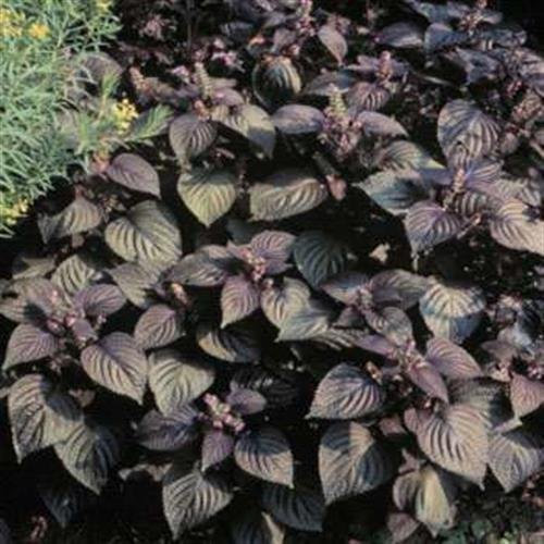 Frescas 1000 semillas - Perilla frutescens de la hierba Seeds
