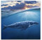 Paul Sinus Art Leinwandbilder | Bilder Leinwand 60x60cm Wal zwischen Himmel und Meer