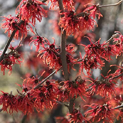 Rotblühende Zaubernuss - Hamamelis Intermedia 'Diane' - 40-60 cm Topf - Rote Blüten im Winter