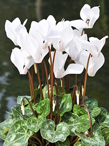 Cyclamen Samen Alpenveilchen Seltene Pflanzen Serie - Blumenwiese Samen MehrjäHrig Winterhart Blumen Deko Blumensamen Garten Geschenk Bonsai Topf Pflanztopf Balkon Hochbeet Saatgut 300Stück