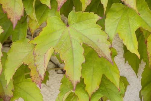 Parthenocissus tricuspidata 'Veitchii' 150-200 cm - Wilder Wein, leuchtend rote Herbstfärbung, ideal für Fassadenbegrünung, pflegeleicht und winterhart