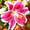 Lilienzwiebeln orientalische Lilie Lilium Zwiebeln Onion Knollen Winterhart Frische mehrjährig duftenden Prachtblüten Hochgewachsene Lilie (Starfighter)