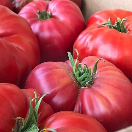 Buy4seeds Tomato Brandywine RED 60 Finest Seeds Easy to Garden Yard Patio