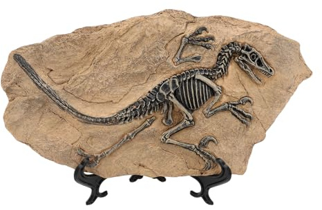 ZASCHMOY Hohe Simulation Dinosaurier -Skelett Fossilienfigur - Harz Dinosaurier Fossilemodell Statue für Heim und Bürodekor Authentische Replik für Studien und Anzeigen