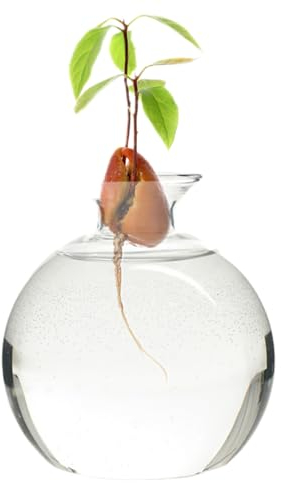 Avocado Vase klare Avocado Samen Starter Vase aus klarem Borosilikatglas wiederverwendbar runde Hydrokultur universelle Anzuchtvase für Pflanzen im Innen und Außenbereich 11 9 x 9 cm