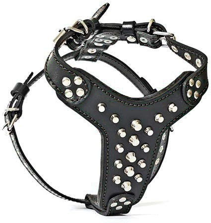 Bestia |Rocky| Leder Brustgeschirr für Bullterrier. 100% Leder. Handgefertigt. Top Qualität
