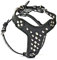 Bestia |Rocky| Leder Brustgeschirr für Bullterrier. 100% Leder. Handgefertigt. Top Qualität