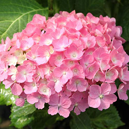 Bauernhortensie 'Hamburg' - Hydrangea Macrophylla 'Hamburg' - 25-30 cm Topf - Rote Blüten, kompakte Form