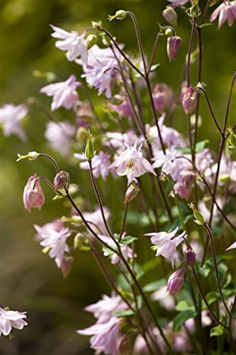 Aquilegia vulgaris 9x9 cm Topf – Winterhart, Mehrjährig, Pflegeleicht – Akelei – Staude für Beet & Garten